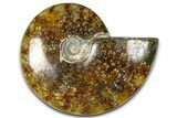Polished Ammonite (Cleoniceras) Fossil - Madagascar #364995-1
